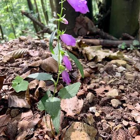 Gazdovsky Dvor - Sedlo Chlipavica Pohronska Polhora