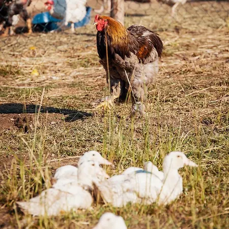 Gazdovsky Dvor - Sedlo Chlipavica *