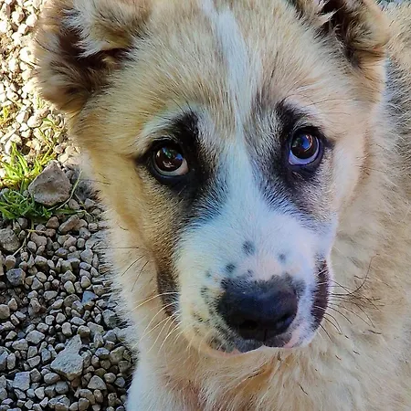 Feriegård Gazdovsky Dvor - Sedlo Chlipavica *
