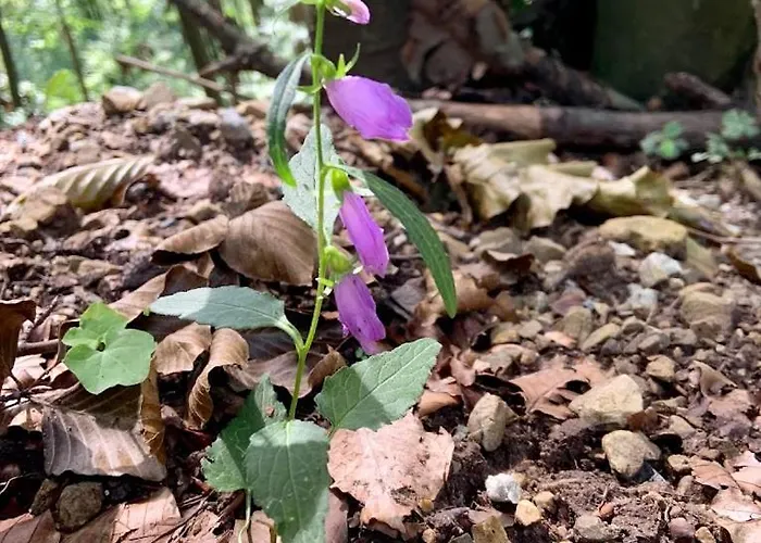 Gazdovsky Dvor - Sedlo Chlipavica Pohronska Polhora