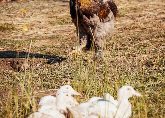 Gazdovsky Dvor - Sedlo Chlipavica *