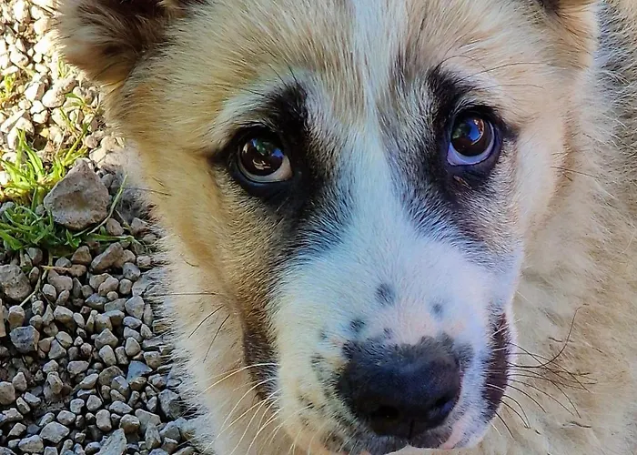 Alloggio per agriturismo Gazdovsky Dvor - Sedlo Chlipavica *